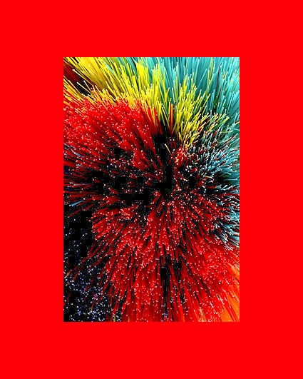 Marcus BARBOZA BOOK NATURE MORTE 27